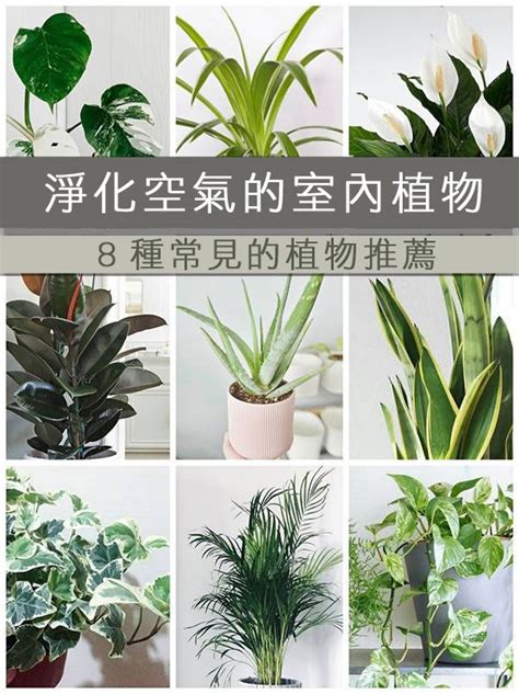 什麼植物可以放房間|房間必備！8 種能淨化空氣的植物，讓你居家更健康